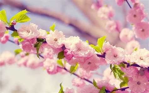 Spring Cherry Blossoms Hd Wallpaper Peakpx
