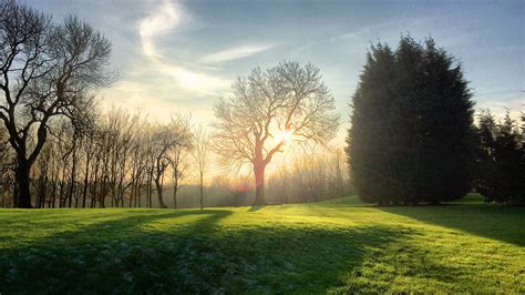 Trees During Daytime Hd Wallpaper Wallpaper Flare