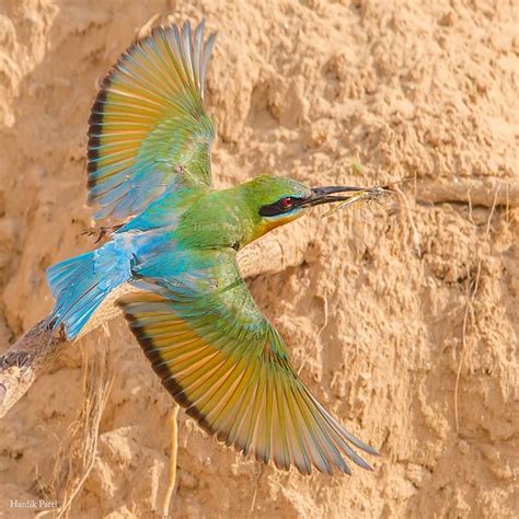 Blue Tailed Bee Eater With Dragon Fly Catch Bee Eater Beautiful