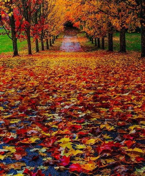 Autumn Splendor Scenery Natural Beauty Nature