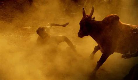 Jallikattu: The Indian Bull fighting Festival | Huntsends.com | Profile