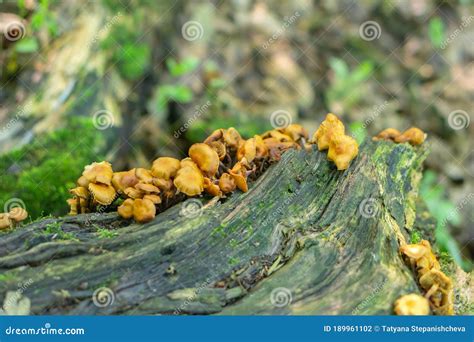 Many Yellow Mushrooms Grow On An Old Stump Covered With Moss Stock