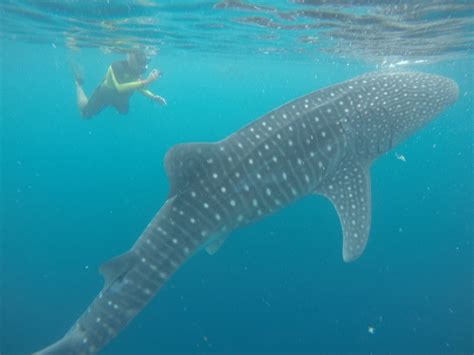 Indonesia Sailing Whale Sharks And Birds Of Paradise Eagle Eye Tours