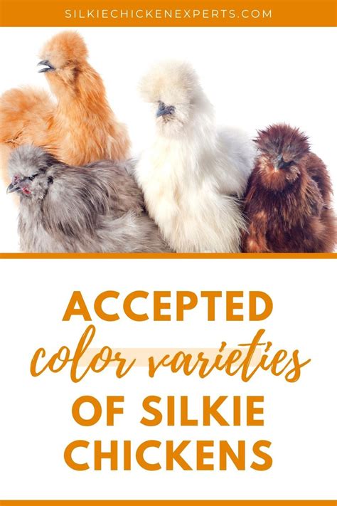 A Complete Guide To Silkie Chicken Colors Breeding Chart Sexing Standards And More Artofit