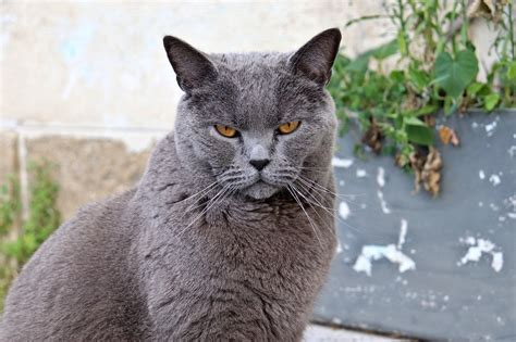 Chartreux Cat At The Great Cat In History Art And Literature