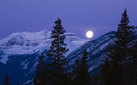 Download Nature Tree Winter Mountain Night Moon Hd Wallpaper