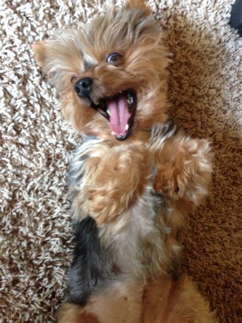 Makes Me Smile Every Time Yorkie Puppy Yorkshire Terrier Cute Dogs