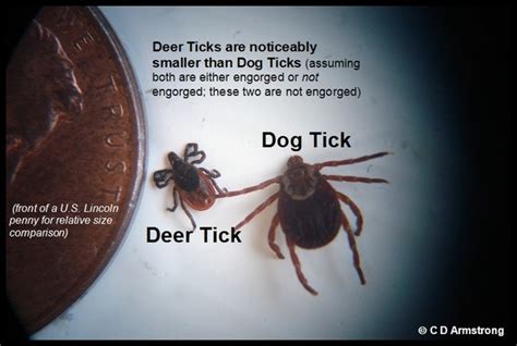 How To Remove An Engorged Tick From A Dog With Tweezers Howtormeov