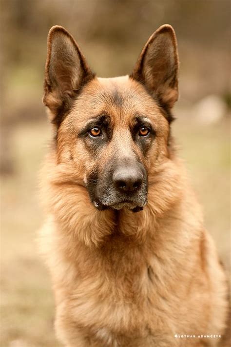 Pin On German Shepherd Dogs