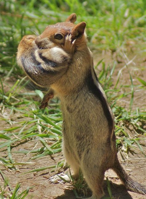 A Chipmunk Mother Holding Her Baby In Her Arms Animals Pinterest