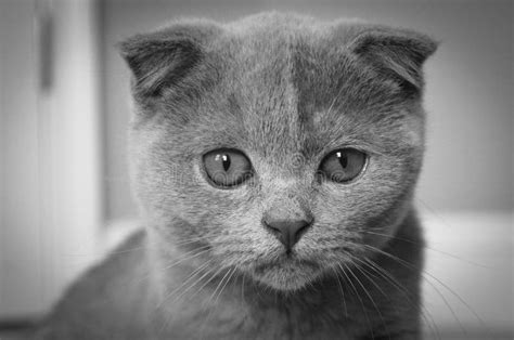 Grey Scottish Fold Kitten Facing Forward Stock Image Image Of Closeup