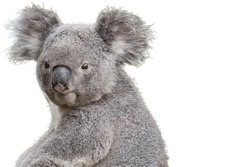 Collection Of Koala Png Images Pluspng