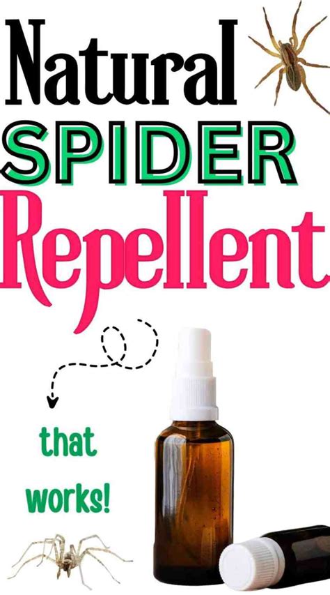 Natural Homemade Spider Repellent