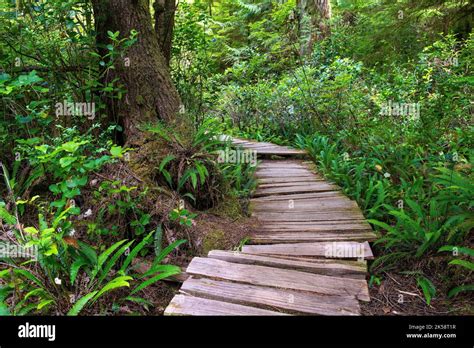 Wooden First Nations Boardwalk Along Big Tree Trail On Meares Island