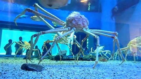 The Largest Crabs Species You Will Be Surprised To Meet Them