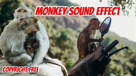 Monkey Sound Effect Copyright Free Monkey Noise Youtube
