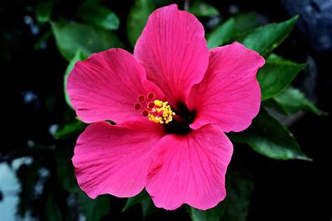 Pink Hibiscus Flower Plant Free Photo On Pixabay Pixabay