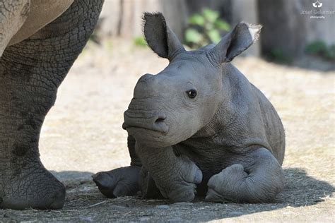 Covered Baby Rhino Baby Rhino Animals Beautiful Animals