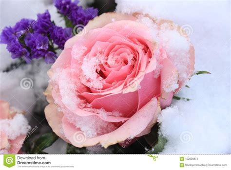 Pink Rose In The Snow Stock Photo Image Of Flora Love 102028874