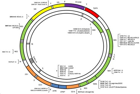 mutations in mitochondrial genes causing leigh and leigh like syndrome download scientific