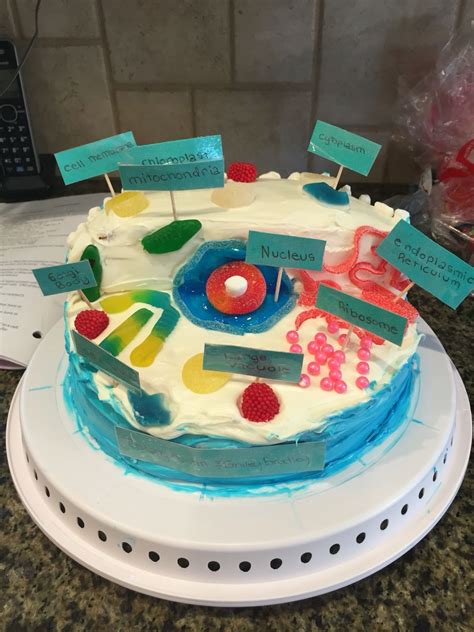 Edible Animal Cell Project Made From Cake And Candy Edible Cell Vrogue