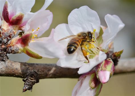 Almond Pollination 2gb