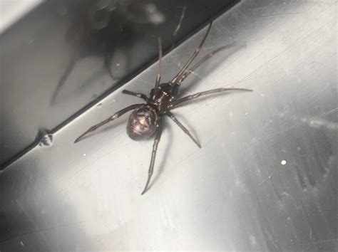 False Widow Sighting The False Widow Spider