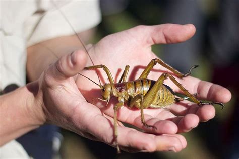 Largest Insects