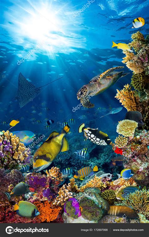 Underwater Coral Reef Landscape Deep Blue Ocean Colorful Fish Marine