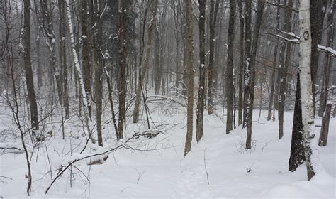 Snowy Woods Bryan Alexander Flickr