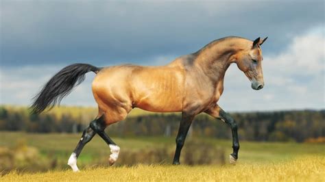 Akhal Teke Horse Facts And Information Breed Profile Ahf