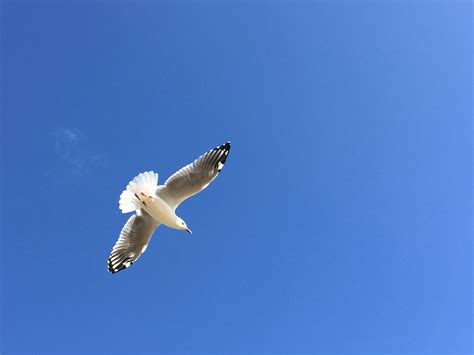 Free Images Bird Wing Sky Seabird Fly Seagull Gull Flight