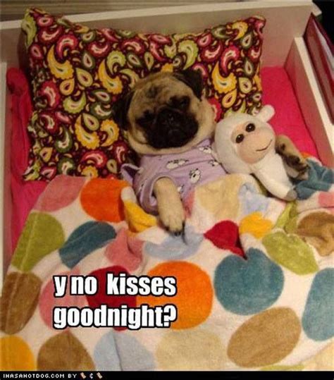 Goodnight Kisses Pugs Funny Cute Pugs Funny Dog Pictures