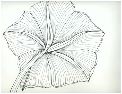 Moon Flower Drawing At Explore Collection Of Moon