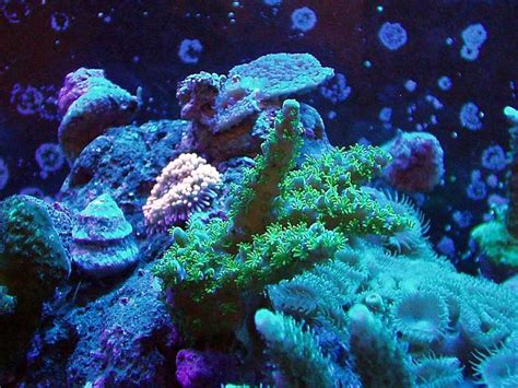 Pink Pocillopora Coral Pocillopora Damicornis Photos