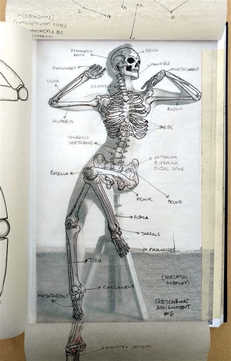 Human Anatomy Art Sketch Book Skeleton Drawings