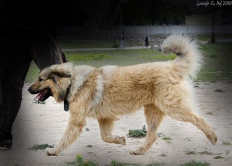 Albanian Shara Mountain Dog Deltari Ilir