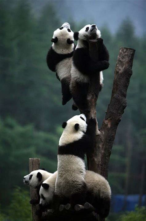 Panda Play Cute Animals Funny Animals Animal Photography