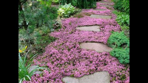 We wanted a plant that would fill in an area with a carpet of foliage. Ground Cover Provides Color For Curb Appeal - Realty Times