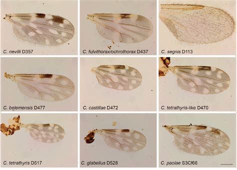 Culicoides Wing Pattern Details Of Species Included In Our Study The