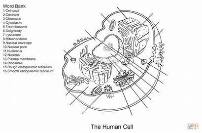 Cell Human Worksheet Coloring Pages Printable Diagram