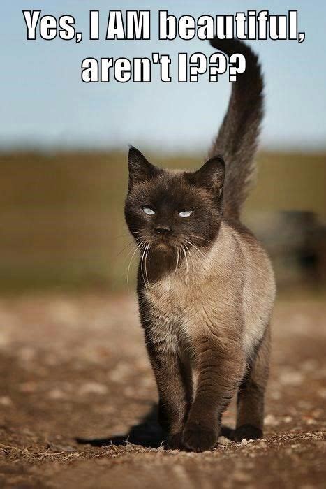 Top Memes Of The Week Cheezburger Users Edition Cat Memes Cats Funny Cat Memes
