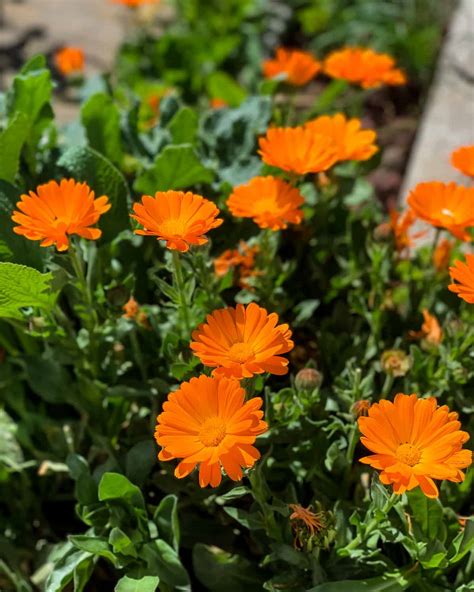 10 Reasons To Grow Calendula For Your Garden Food And Health