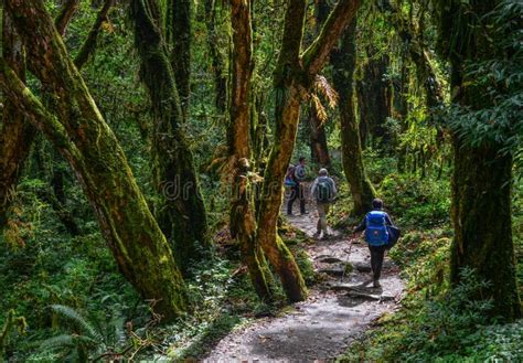 People Trekking In A Forest Editorial Photography Image Of Rain Asia