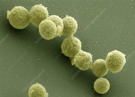 Synthetic Mycoplasma Bacteria Sem Stock Image C0292180 Science