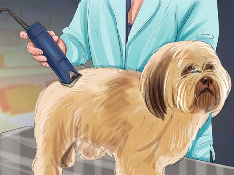 How To Puppy Cut A Shih Tzu 11 Steps With Pictures
