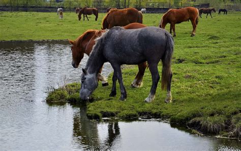 Вода для лошади водопой без вреда для организма Horse Rehabru