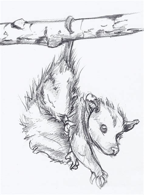 Possum Drawing At Getdrawings Free Download