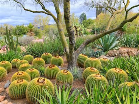 How To Grow And Care For A Golden Barrel Cactus Echinocactus Grusonii