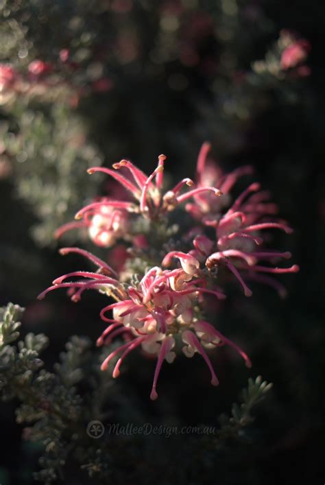 Showy Winter Flowers Grevillea ‘winter Delight Mallee Design